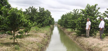 Nụ cười của ông Tư Tèo (bên trái) bên vườn mãng cầu đạt hiệu quả kinh tế cao.