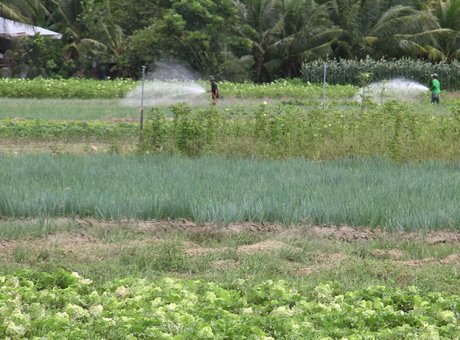 Rẫy màu của ông Năm Cải (xã Tân Bình).