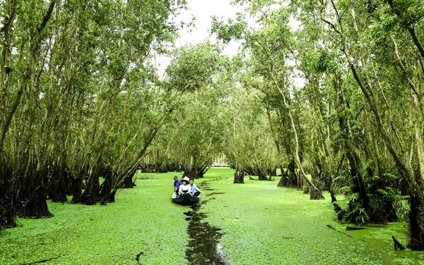 Ngồi trên chiếc xuồng ba lá nhỏ, được chèo thật chậm, du khách cảm nhận thiên nhiên tĩnh lặng, ngắm những bầy chim đậu trên những cây tràm và nghe tiếng chúng gọi bạn vang vọng cả khu rừng.