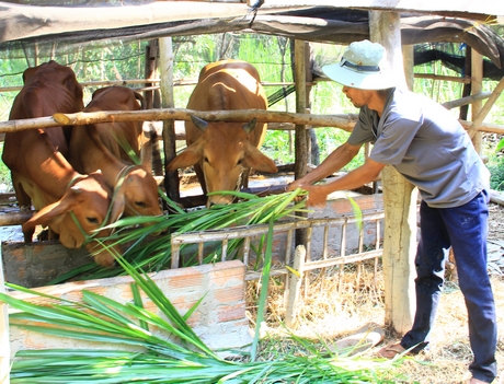 Học theo Bác về tăng gia sản xuất, tiết kiệm… nhiều hộ dân thoát được nghèo, vươn lên khá giả.