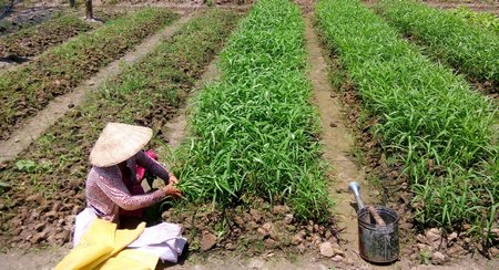 Thu hoạch rau muống.