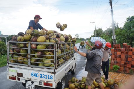  Theo một số thương lái, do sản lượng giảm nên dừa tăng giá.