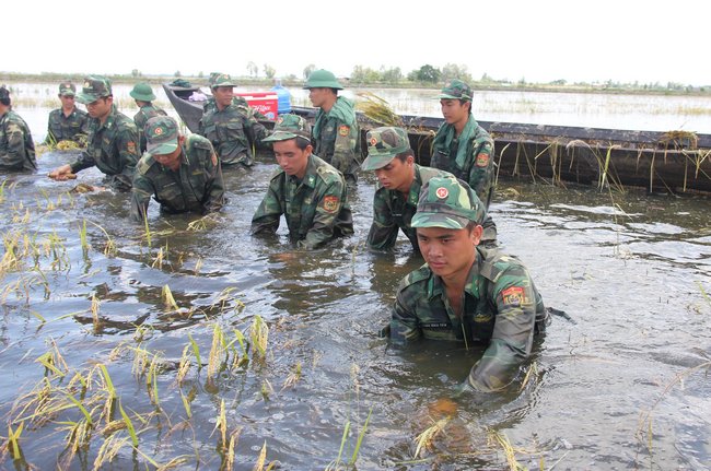 Năm nay mùa nước về sớm, nhiều cánh đồng lúa chín không ứng phó kịp dẫn đến thất thu. Các anh bộ đội đang giúp dân gặt lúa chạy nước ở xã Thái Trị, huyện Vĩnh Hưng (Long An).