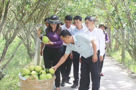 Xã Mỹ Hòa đã chuyển đổi hoàn toàn từ đất lúa sang trồng bưởi 5 roi nhờ hiệu quả của cây trồng này mang lại. 