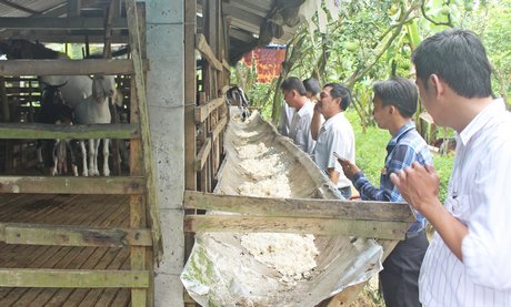  Mô hình thanh niên chăn nuôi dê thịt tại xã Mỹ Hòa đang mại lại hiệu quả kinh tế cao.