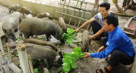 Nhờ chuyển đổi mô hình kinh tế 1 vụ lúa, 2 vụ khoai và nuôi heo rừng mà anh Trí (bên phải) có thu nhập vài trăm triệu đồng/năm.