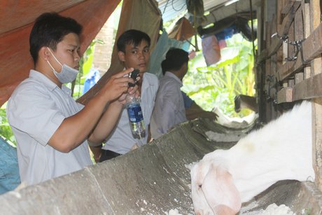 Tận dụng phế phẩm từ bã đậu nành làm thức ăn cho dê rồi tận dụng phân dê bón cho vườn bưởi giúp tiết kiệm chi phí, giảm ô nhiễm môi trường.