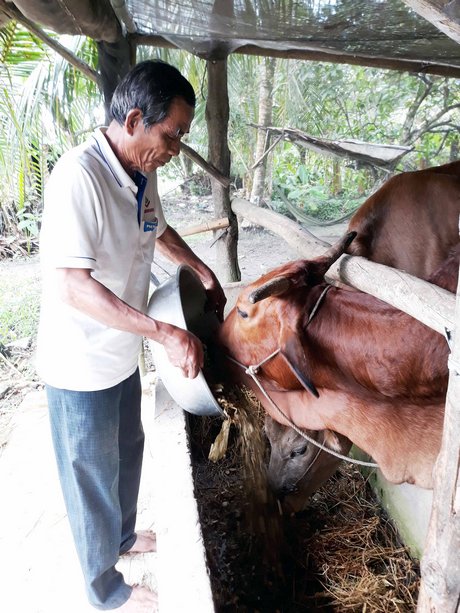 Thân bắp được ủ mang lại giá trị dinh dưỡng không kém gì rơm.