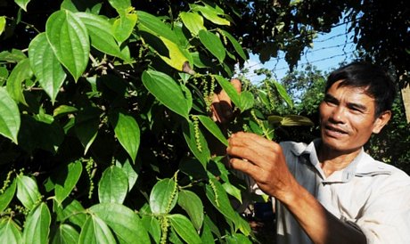  Hồ tiêu là mặt hàng có nhiều cơ hội xuất khẩu vào thị trường Hàn Quốc. Ảnh: THÀNH TRÍ