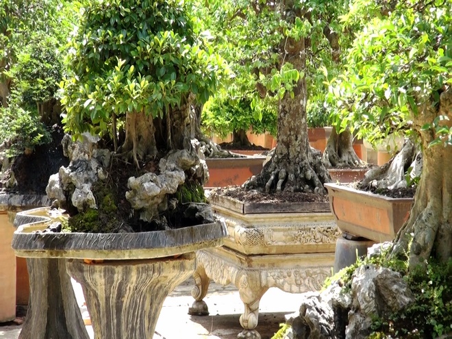 Bonsai được tạo tác từ rất nhiều giống cây khác nhau như: vạn niên tùng, khế, si, mai, bông giấy,…