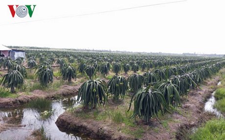 Thanh long huyện Tân Phước, tỉnh Tiền Giang cần được bảo vệ khi lũ về .