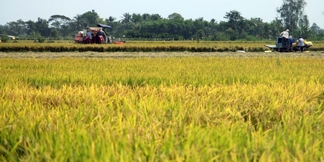 Sản xuất an toàn trong mùa lũ