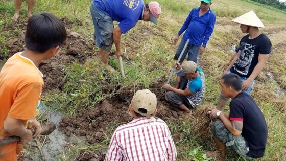 Hì hục đào hang bắt chuột