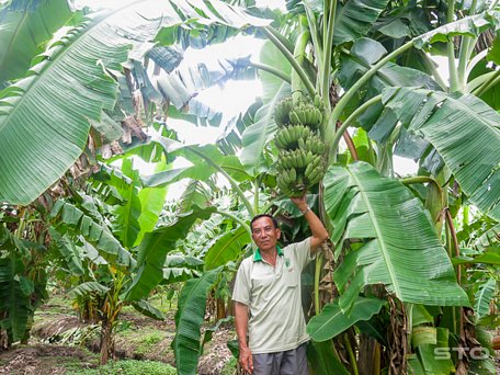 Ông Đặng Văn Thới rất phấn khởi bởi mức thu nhập mà vườn chuối xiêm Thái đang giai đoạn thu hoạch.