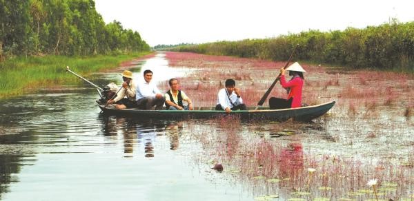 Cánh đồng hoa nhĩ cán tím ở Tam Nông. Ảnh:Dương Minh Bình.