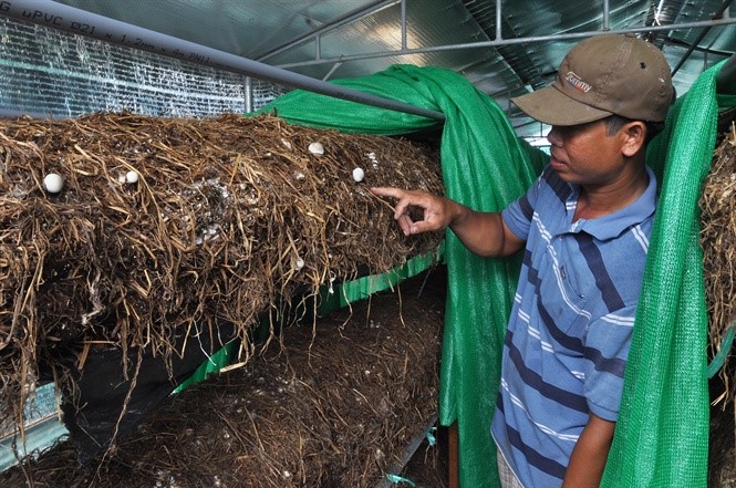 Trồng nấm rơm sạch trong nhà