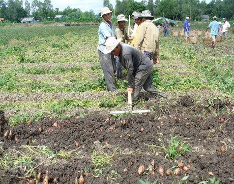 Nông dân hợp tác, chung sức để xóa đói giảm nghèo, vươn lên khá giả.