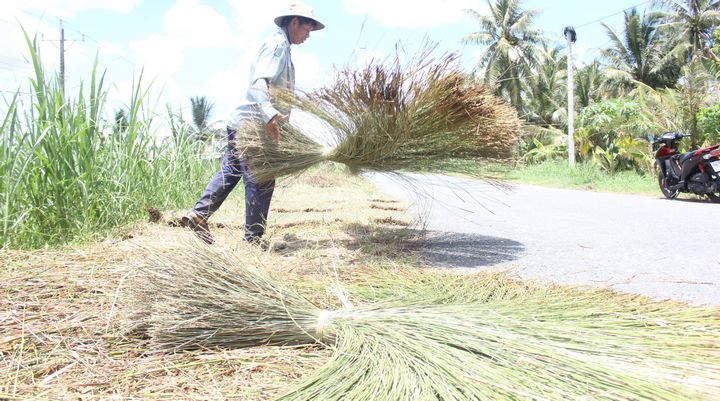 Khoảng 70% dân lao động trên địa bàn xã liên quan đến cây lác.