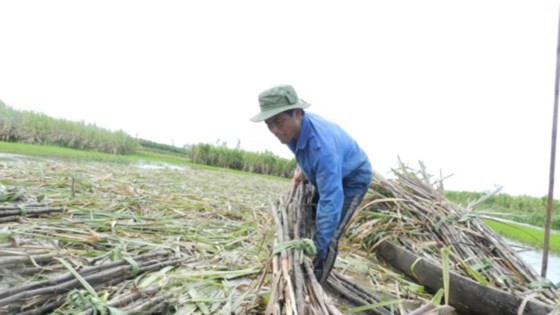 Thu hoạch mía chạy lũ