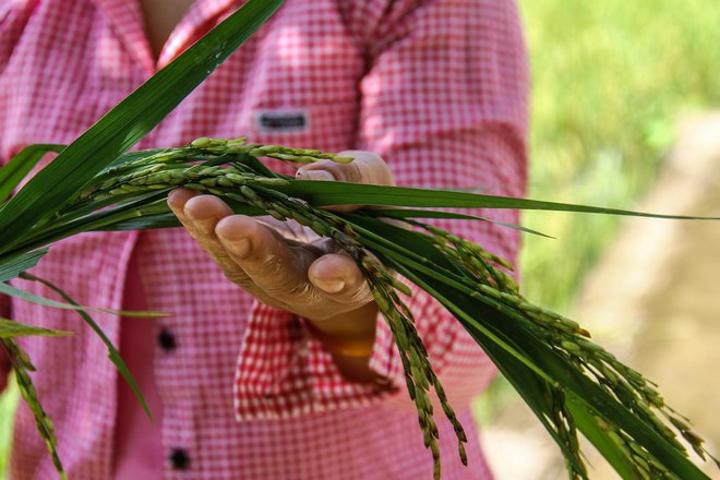  Hiện tại lúa đã có dấu hiệu “bị thối”.