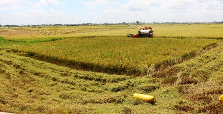 Quy hoạch ĐBSCL theo hướng tích hợp, phù hợp với đặc thù của vùng và thích ứng biến đổi khí hậu.  Ảnh: THẢO LY