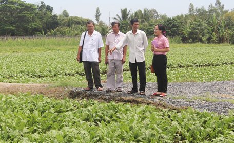  “Bí quyết” để ông A thành công là dành nhiều thời gian, công sức để chăm bón rau màu.