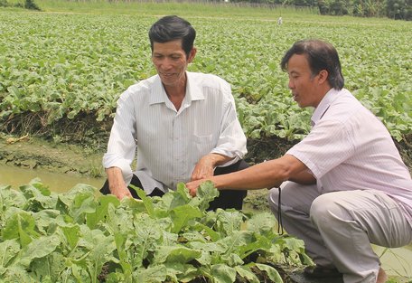 Học theo Bác Hồ, ông A luôn học hỏi, tìm những cách làm mới, trồng những cây màu được thị trường ưa chuộng để dễ tiêu thụ.