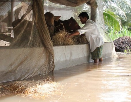 Con nước lên cao hơn mọi năm, nhiều chuồng trại gia súc bị ngập.