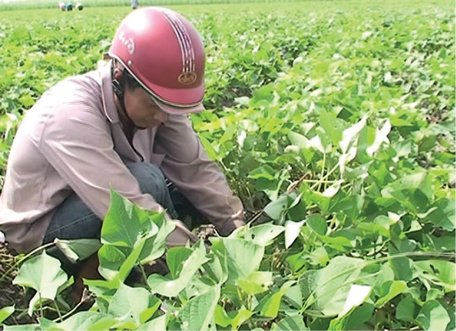 Nông dân Thành Trung (Bình Tân) quan sát quá trình sinh trưởng của khoai lang giống tím Nhật.