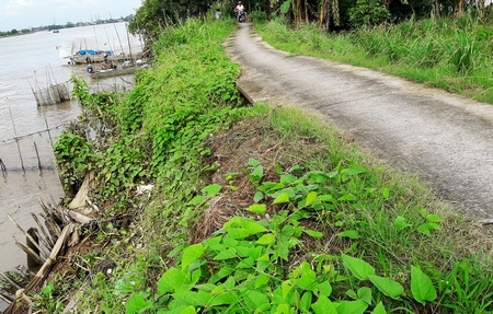 Tuyến đê bao gần sông lớn, nước xoáy mạnh cộng với triều cường dâng cao khiến người dân lo ngại 