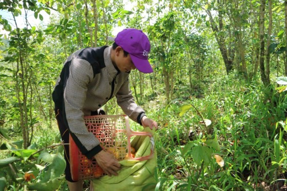 Thu gom hồng trước khi đưa về sơ chế