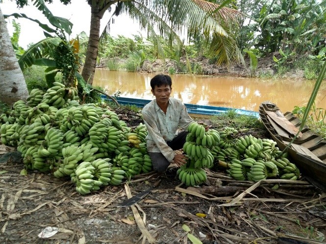 Anh Che tận dụng đất bờ xáng làm phân bón trồng chuối cho thu nhập hàng chục triệu đồng mỗi năm