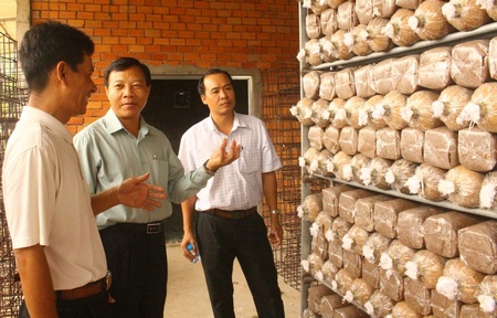 Tổ nhân lúa giống ấp Kinh Mới đang làm ăn có hiệu quả với lợi nhuận 2- 3 triệu đồng/công. 