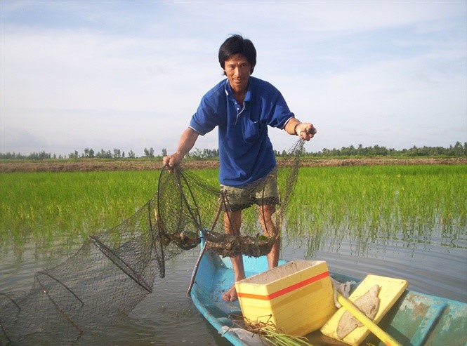 Hiện nông dân ĐBSCL đã gieo cấy xong vụ lúa tôm, lúa phát triển tốt nhưng sớm nhất cũng phải vài tháng nữa mới cho thu hoạch