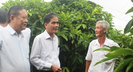 Lãnh đạo tỉnh tìm hiểu về mô hình trồng mận xanh đường bao lưới của nông dân. 