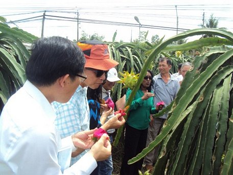 Thanh long, bưởi, nhãn cũng rất mẩn cảm với tình trạng bị ngập do nước lũ.