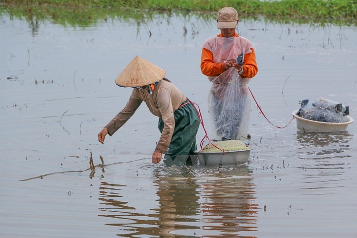 Do nằm cuối nguồn sông Hậu, nên mùa lũ ở Hậu Giang thường có muộn hơn các tỉnh đầu nguồn như An Giang, Đồng Tháp, Long An từ 1 đến 2 tháng. (Ảnh: Duy Khương/TTXVN)