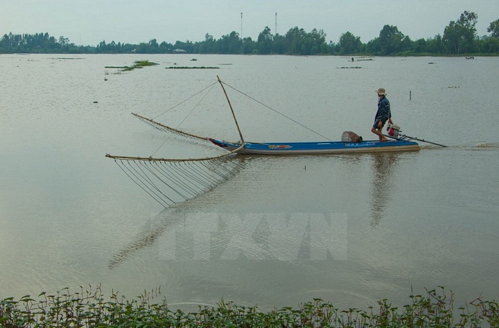 Đẩy côn bắt cá trên cánh đồng mùa nước nổi. (Ảnh: Duy Khương/TTXVN)