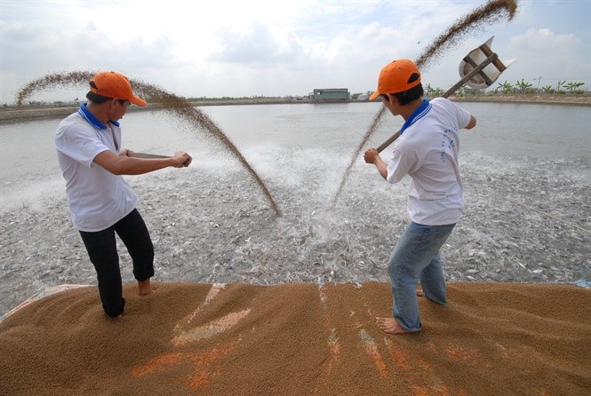 Chất lượng nguồn giống cá tra sẽ được cải thiện trong thời gian tới. Ảnh: Quỳnh Trang