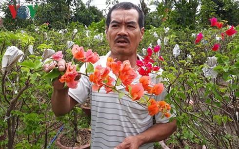 Hoa giấy ở huyện Chợ Lách, tỉnh Bến Tre không có độc hại với con người và môi trường