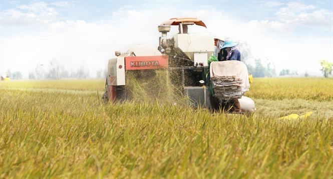 Thu hoạch lúa ở vùng nguyên liệu của Agricam (Ảnh: Sơn Trang - TS)