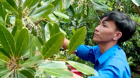 Cà na trồng xen trong vườn nhãn cho thu nhập cao.