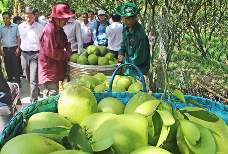 TX Bình Minh đang định hướng phát triển cây bưởi Năm Roi theo hướng chất lượng, an toàn, liên kết trong sản xuất và tiêu thụ.