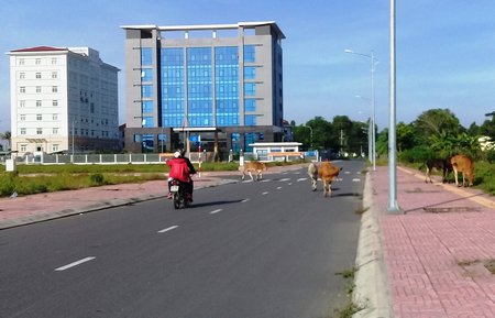 Đàn bò nhởn nhơ tìm cỏ trong Khu Hành chính mới của tỉnh.