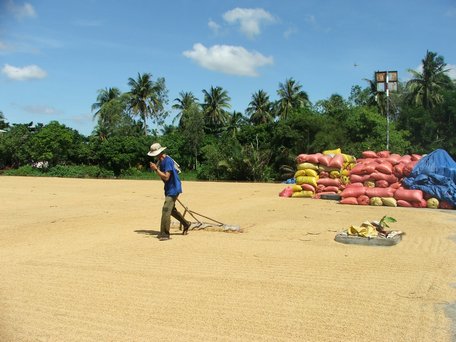 Nông dân Vĩnh Long phơi lúa.