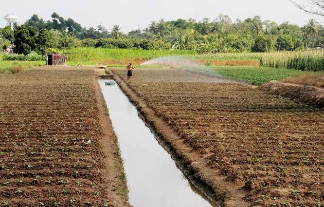 Từ sáng sớm, trên những ruộng rau đã có rất đông bà con nông dân.  Người cuốc đất, làm cỏ, người trồng rau, tưới nước…. không khí thật vui.