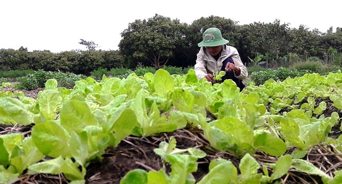 Thời tiết hiện tại rất thuận lợi nên những luống rau đang phát triển tốt. Nông dân đang bắt đầu thu hoạch để cung ứng cho thị trường