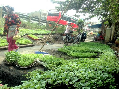 Người dân tìm mua các loại cây giống bầu sẵn “trồng cho chắc ăn”.