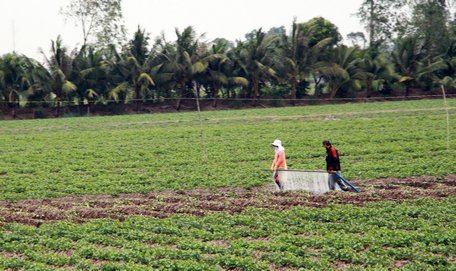  Giá khoai tăng nhưng nông dân không còn nhiều  khoai để bán. 