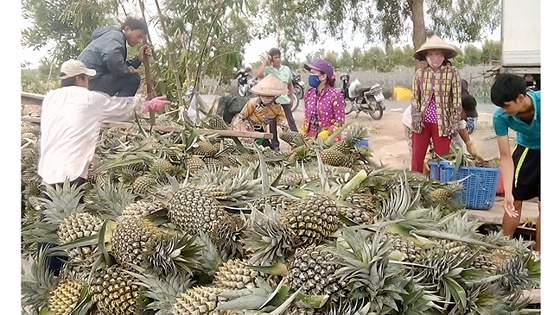 Thu hoạch khóm ở Hậu Giang